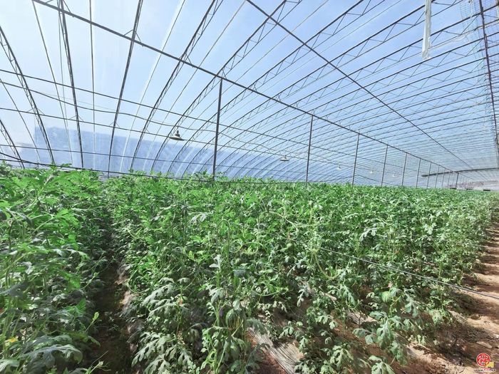 高官寨甜瓜熟了，这份采摘地图请收好！