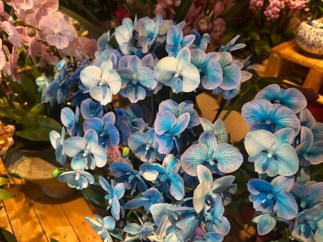 济南公园上演新春盛典，赏花购年货一站式解锁