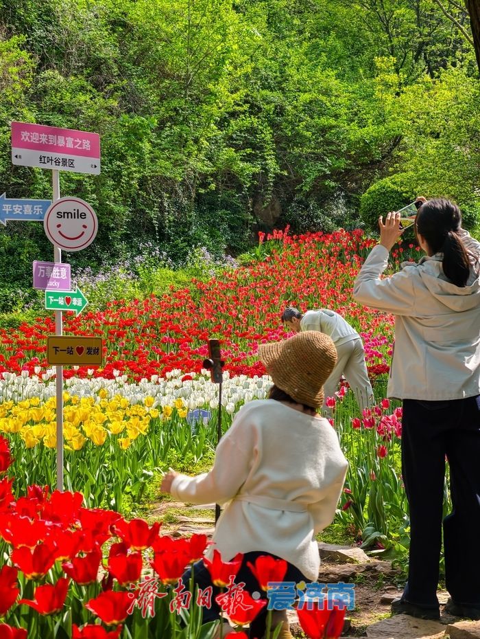 一年四季 泉在济南丨红叶谷百万郁金香盛放，点亮泉城春日盛景