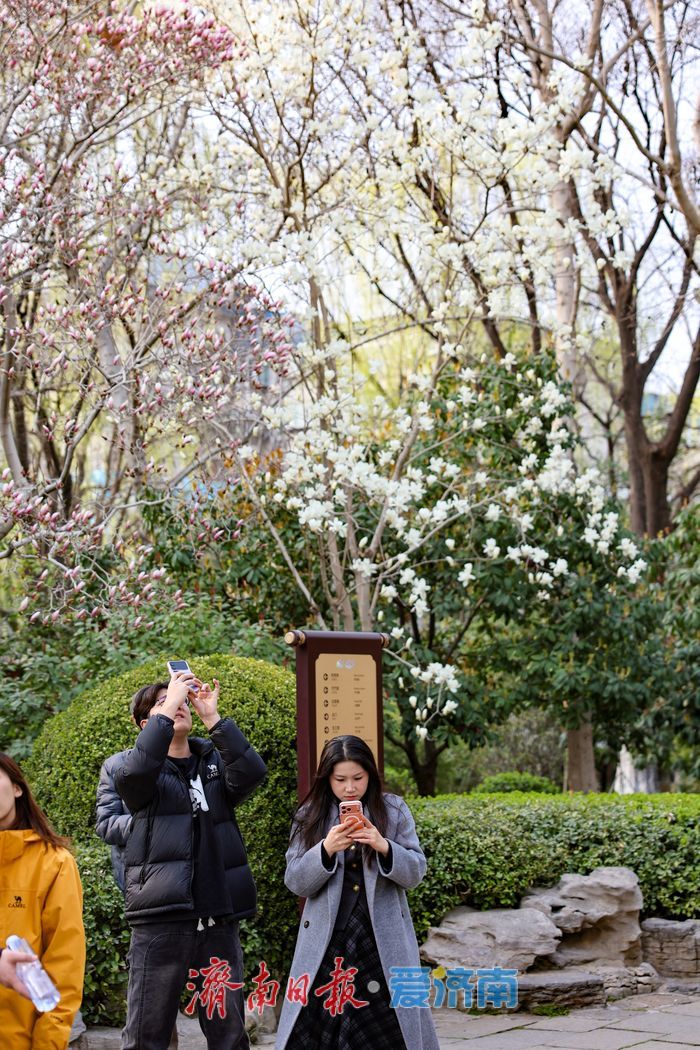 泉韵满庭春 趵突泉春日泉涌引客来