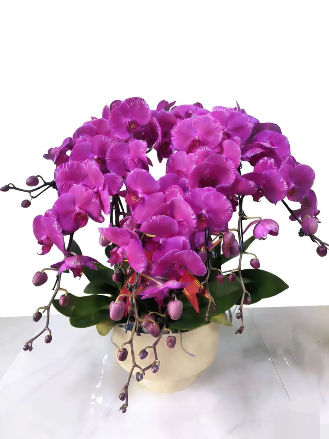 济南公园上演新春盛典，赏花购年货一站式解锁