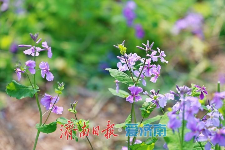 紫韵漫林醉春风 二月兰盛放宛如“莫奈花园”