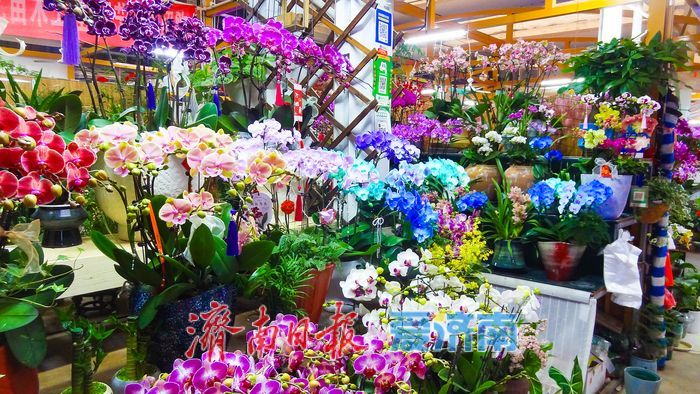 马年添芳气 花市启新程 济南老东门花卉水族市场年宵花销售掀热潮