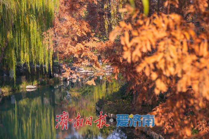 一年四季 泉在济南丨大明湖四象限机位 褚红杉林美到出圈