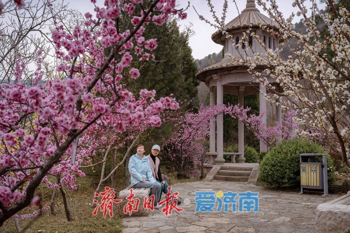 漫山粉霞醉游人！济南红叶谷梅花进入盛花期