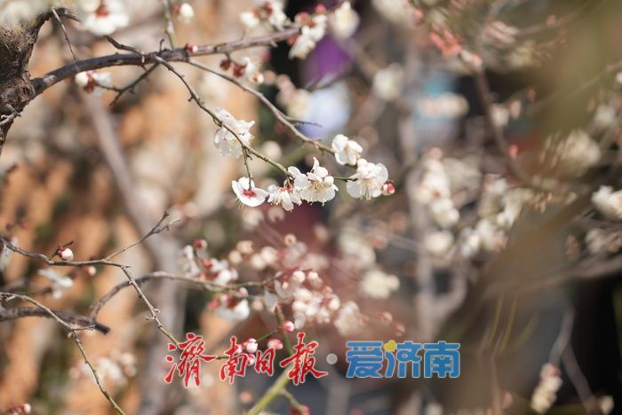 与古建筑适配度拉满，白色蜡梅迎客来