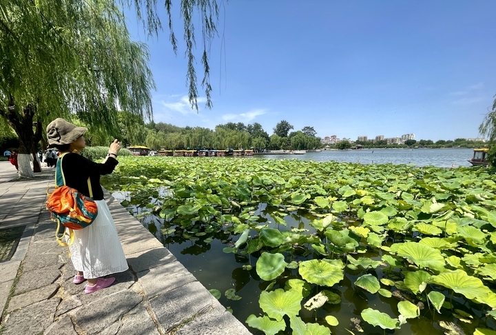 济南：绿柳迎风 红荷出水