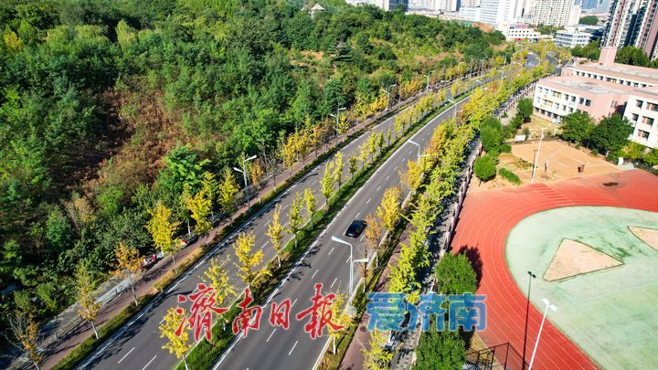 彩叶染秋扮靓新城 济南新泺大街娜塔栎铺展秋日唯美画卷