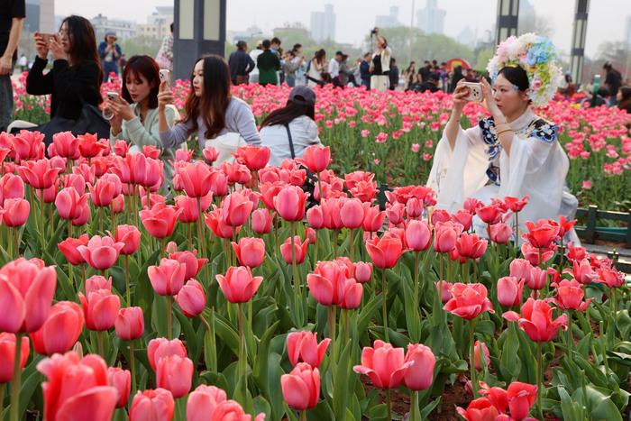 “郁”见美好！济南这里郁金香缤纷盛开，温馨浪漫