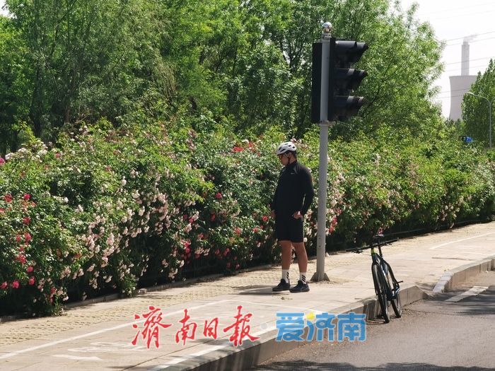 一年四季 泉在济南｜蔷薇“花廊”邂逅春日浪漫