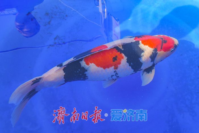 首届“好鲤山东”锦鲤大赛泉城开赛