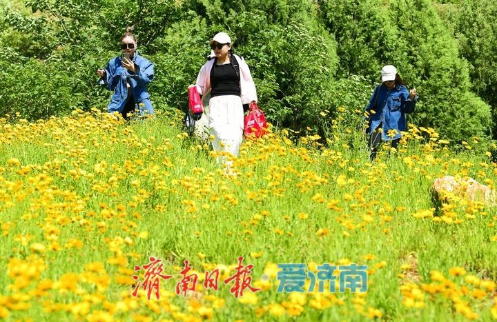 济南初夏“黄金毯”上线！蚰蜒山下万平金鸡菊花海盛放