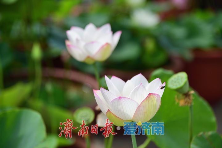 湖光悦色·荷映泉城！济南市第40届荷花艺术节7月3日灿烂启幕