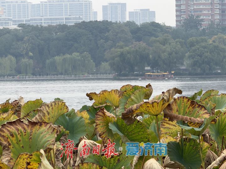 秋至明湖 残荷含韵 一湖秋水绘泉城诗意