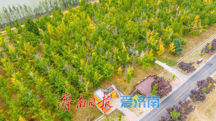 黄河岸秋意渐浓！济南沿黄九美银杏林悄然转黄 半月后迎盛景