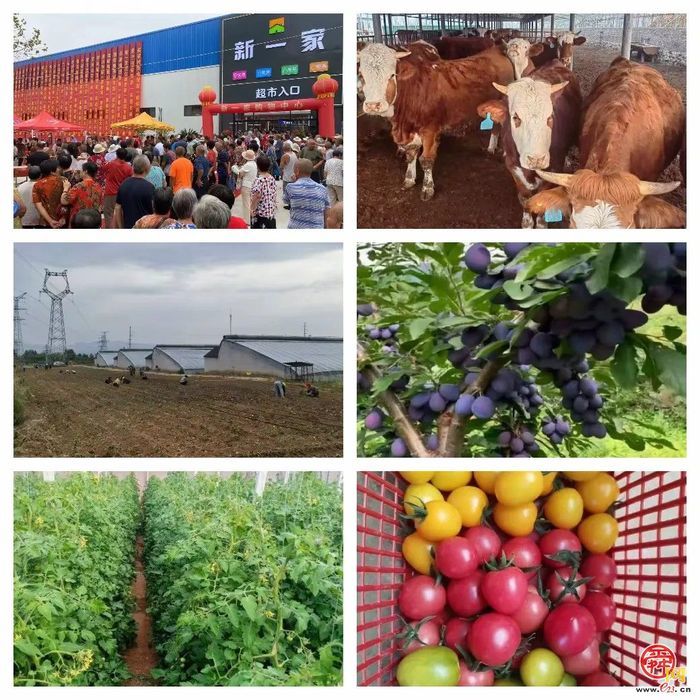 官庄街道：挥产业“妙笔” 擘共富“画卷”，激活高质量发展“一池春水”