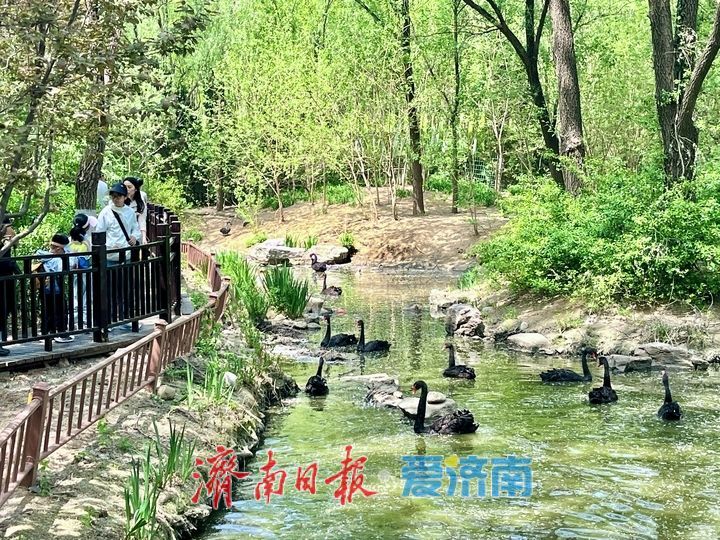 黑天鹅结伴畅游 乐享春日好时光
