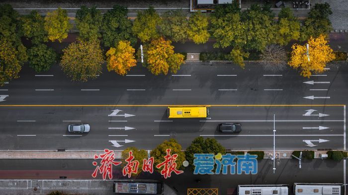 树染金黄，都市秋意正当时