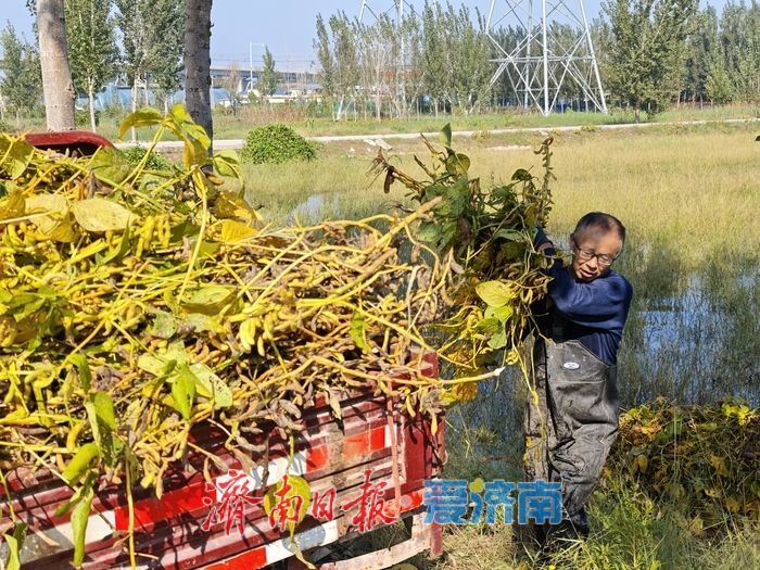 雨水浸泡农田，农户挥汗抢收——直击槐荫区郑家店村大豆抢收现场