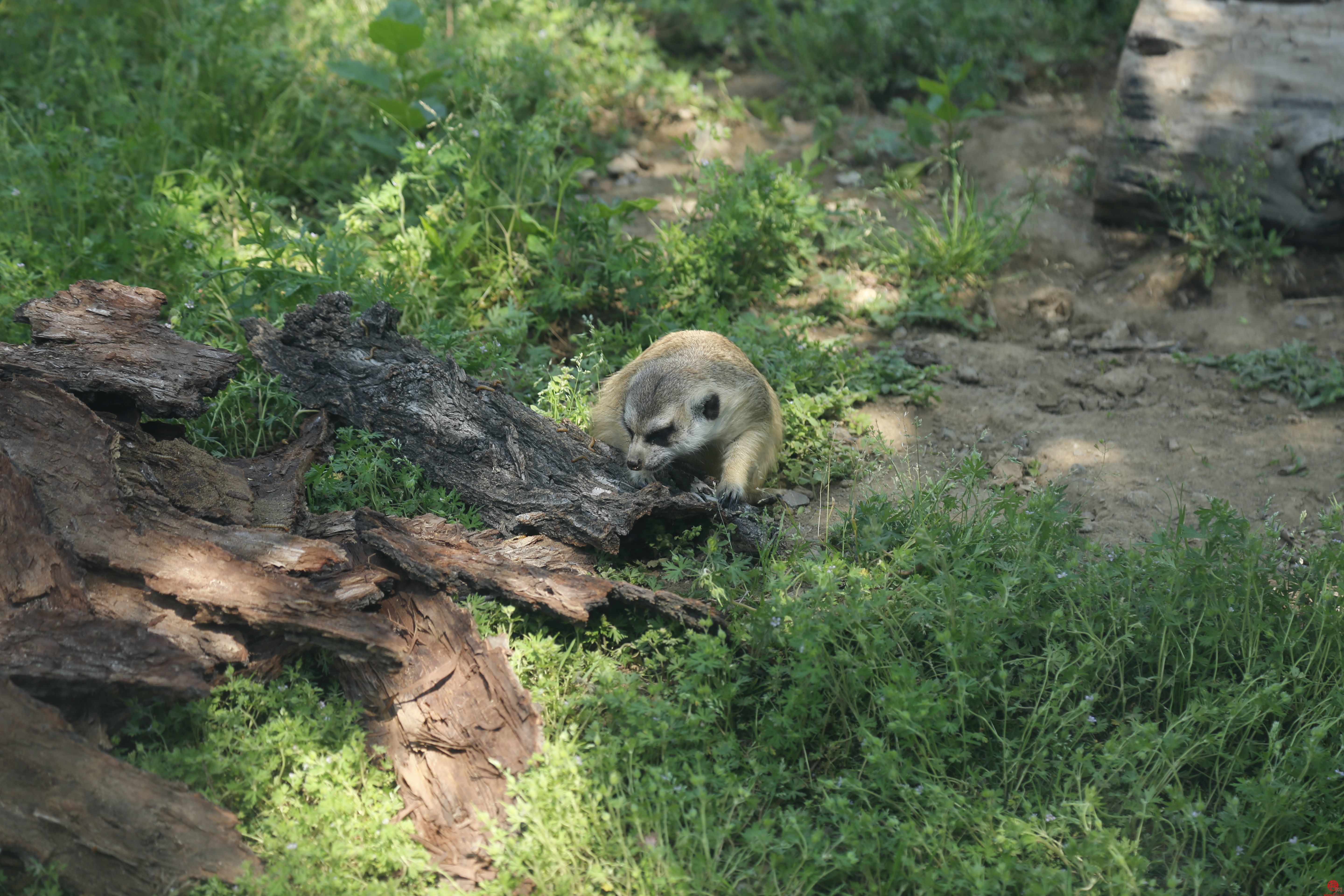 济南动物园：丰容创造宜居环境 守护动物身心健康