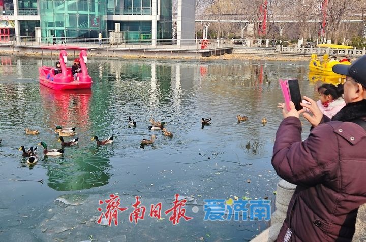 生机无限！绿头鸭嬉戏畅游泉城公园映日湖