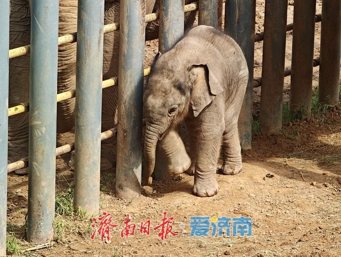 一年四季 泉在济南丨济南动物园喜迎亚洲象新成员，满月“糯米团子”成最萌打卡焦点