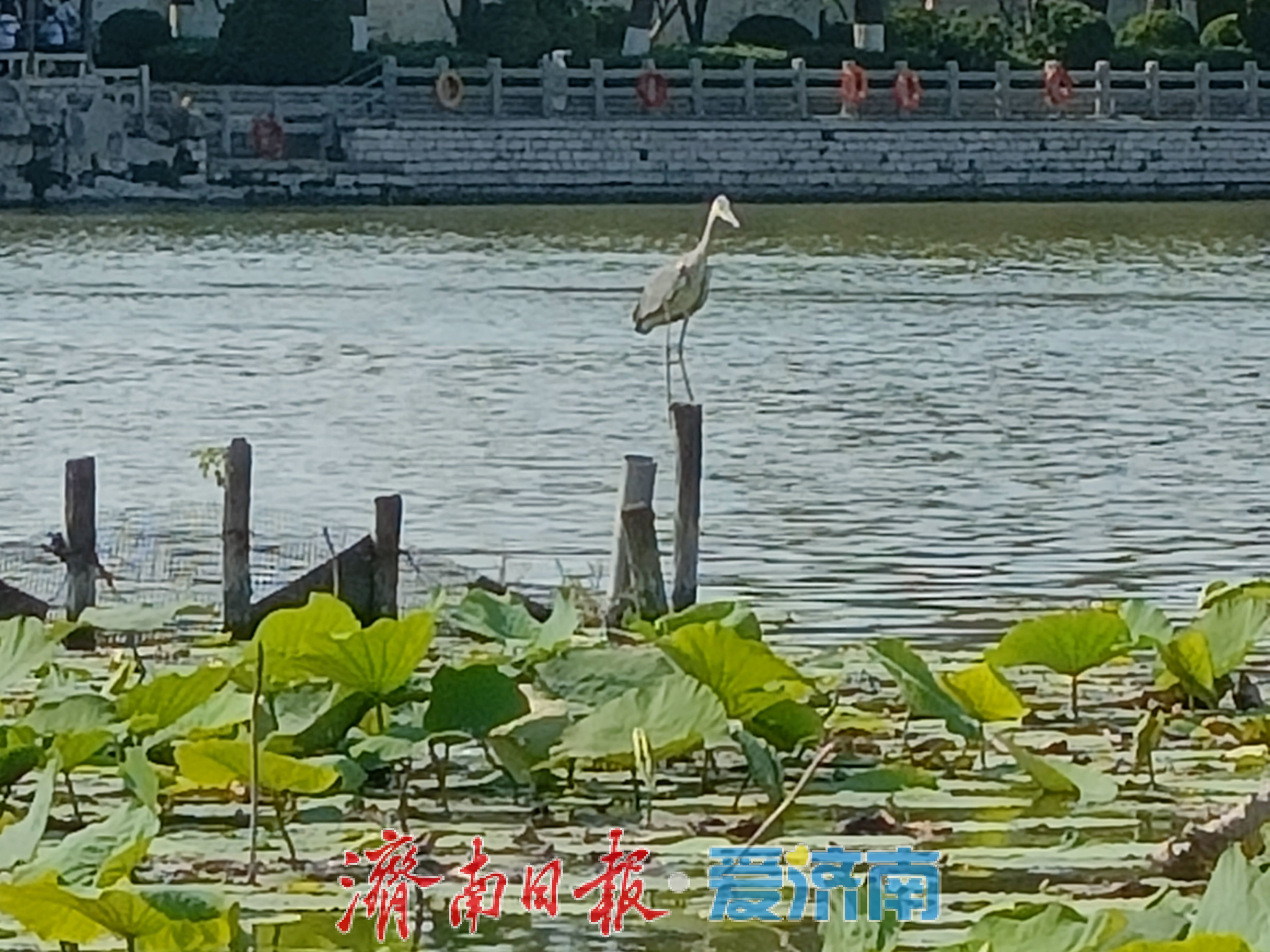 一静一动相映大明湖！苍鹭、池鹭同现绘生态画卷