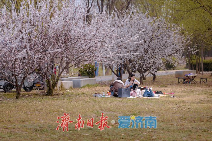 济南黄河大堤紫叶李大道进入最佳观赏期 春日盛景引市民打卡