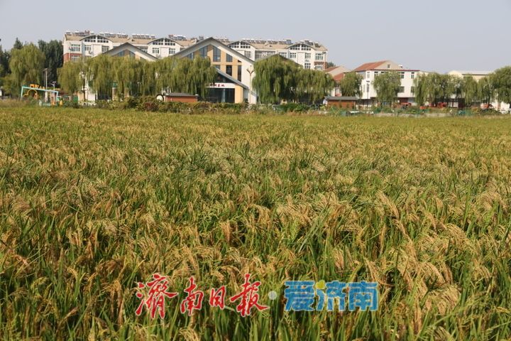 稻浪翻涌绘秋景 西营良田待丰收