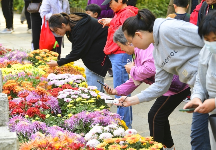 6万余盆菊花竞相绽放，第45届趵突泉金秋菊展拉开帷幕