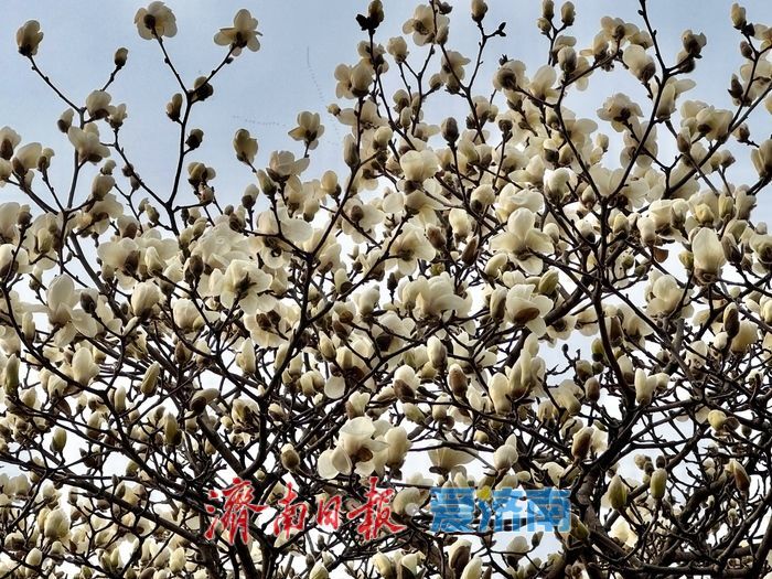 春雨润繁花 百花公园玉兰盛放醉泉城