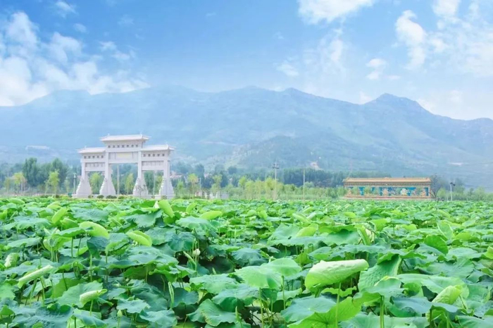 赏荷纳凉正当时！跟着赏荷地图走起