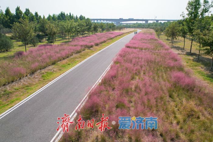 济南黄河北岸粉黛乱子草盛放 生态廊道铺展浪漫“粉色花海”