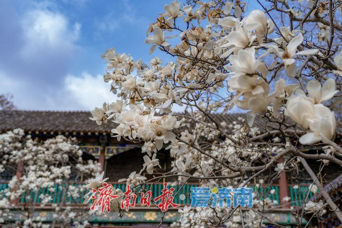 济南趵突泉万竹园：玉兰盛放映古建 春色满园醉游人