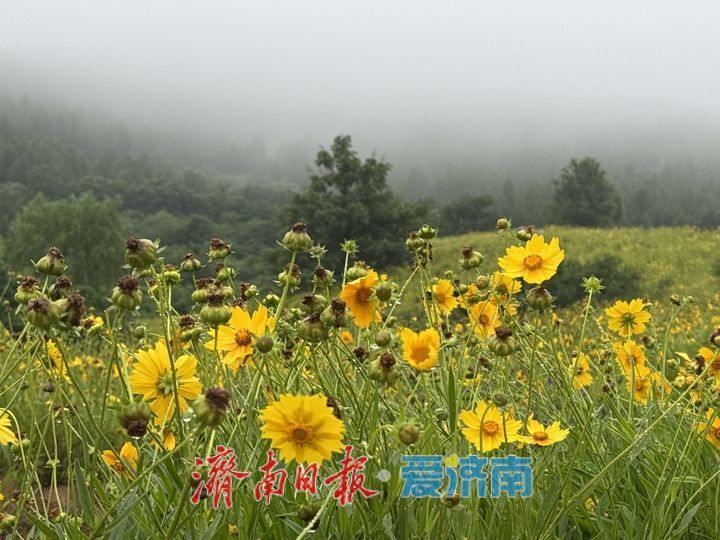 雨中花海添诗意 济南金鸡菊静美宜人