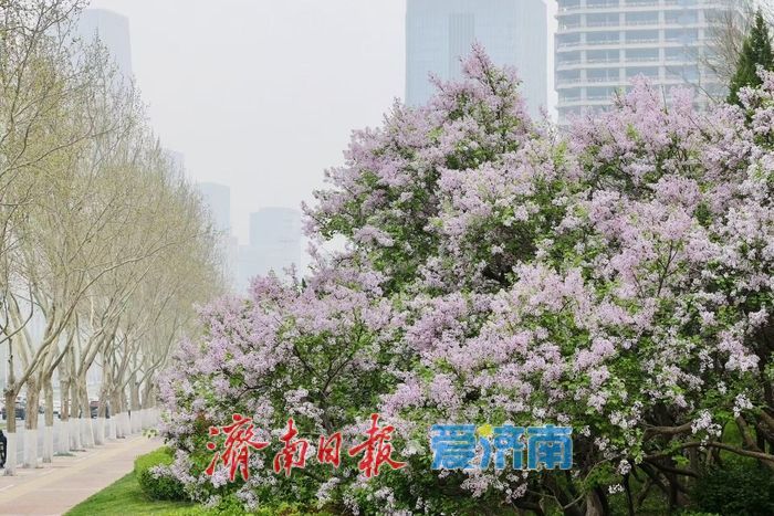 花香满径！经十路丁香盛放绘泉城春日美景