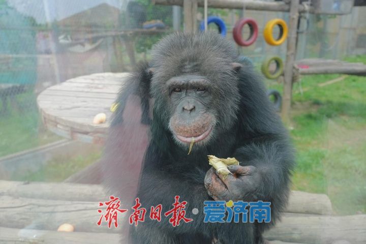 端午萌兽伴游、民俗趣味升级 济南野生动物世界假期活动精彩纷呈