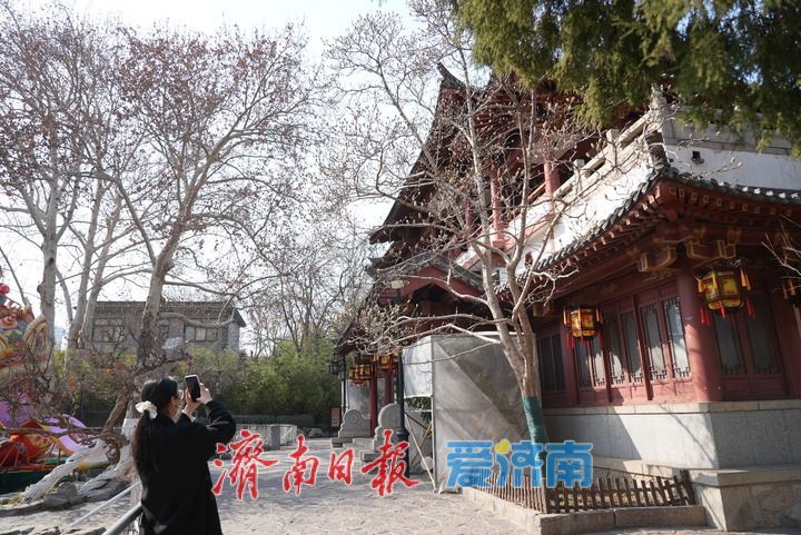 白雪楼前玉兰花含苞待放