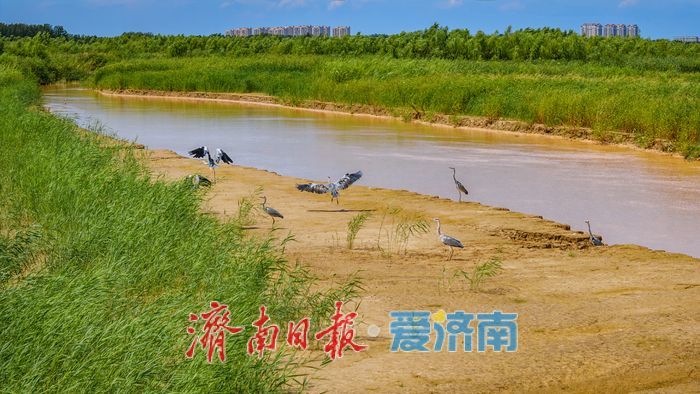 一年四季 泉在济南丨鹭鸟翩跹，玉清湖沉沙池成鹭鸟乐园