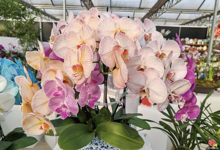 花漾齐鲁·喜迎新春 2026年宵花市盛大开幕