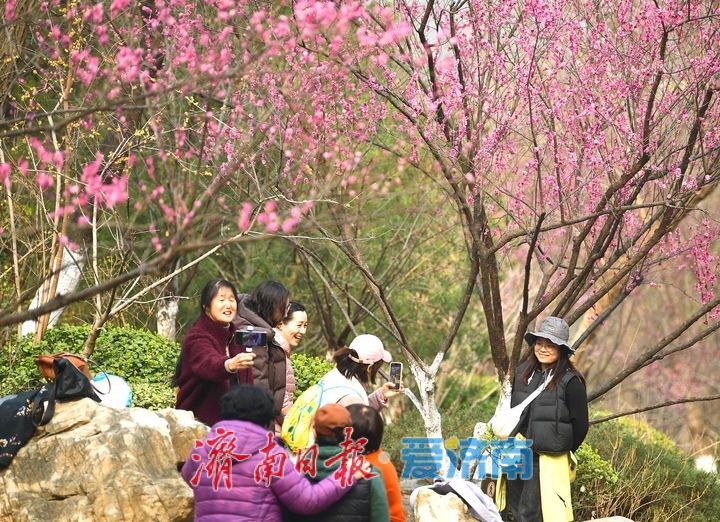 一年四季 泉在济南丨春日“香”约佛慧山，梅开溪畔花满枝