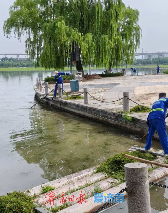 端午赏荷好去处！300亩荷花盛放绣源河