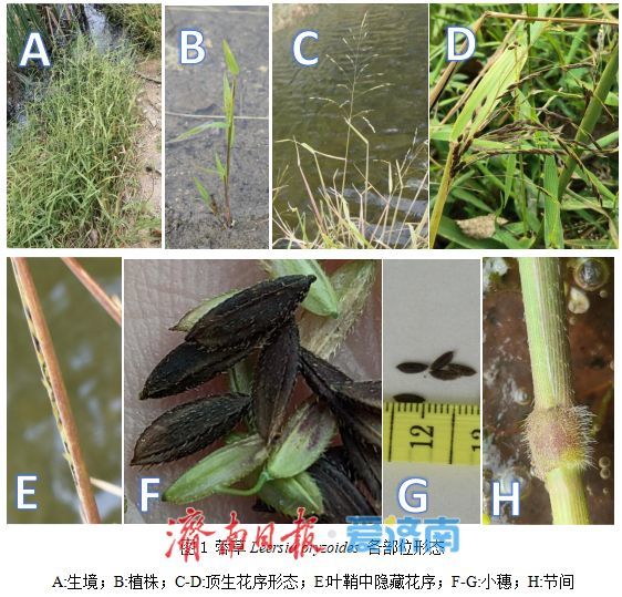 济南最大国有林场发现山东禾本科假稻属新记录种