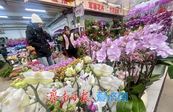 济南年宵花市场供销两旺 蝴蝶兰、杜鹃、大花蕙兰受热捧