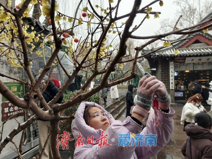 一年四季 泉在济南丨趵突泉畔，踏雪寻“梅”