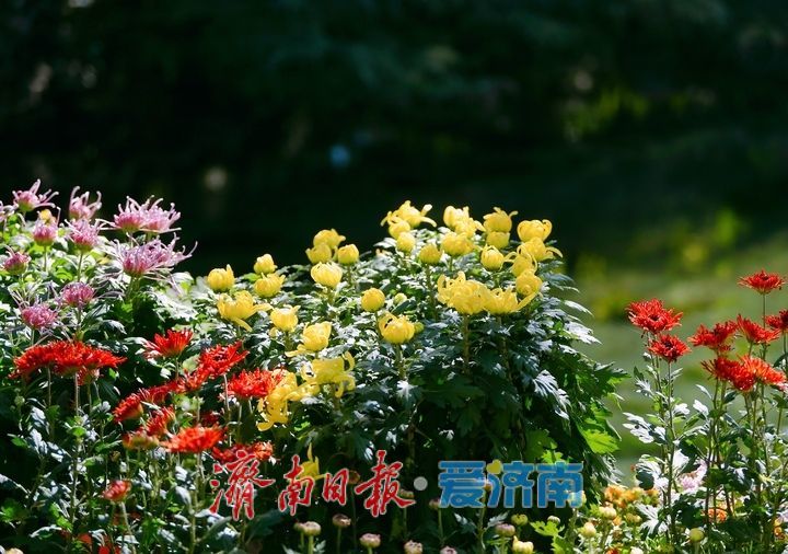 趵突流芳·菊绘华章，济南市第47届趵突泉金秋菊展加载进度90%！