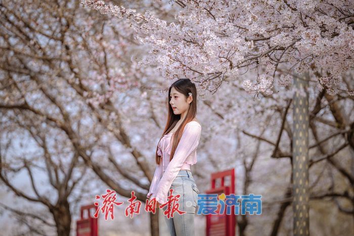 济南滨湖广场樱花盛放 春日浪漫氛围感拉满