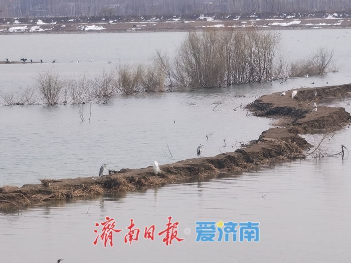 泉城春意浓，水鸟 “绘春图”