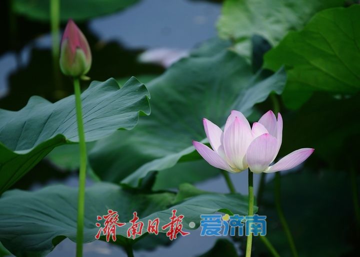 一年四季 泉在济南丨荷红叶绿满城香，大明湖首批荷花盛夏绽放