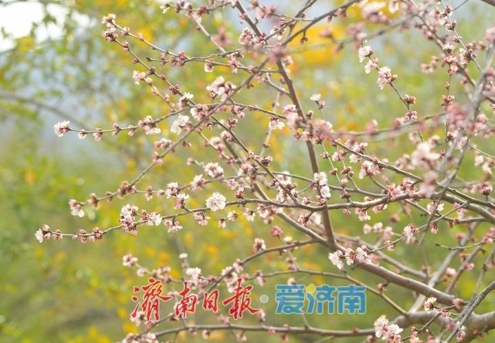 又是一年春时到，桃花依旧笑春风